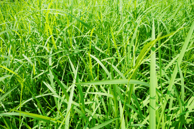 雑草が生い茂り手入れが難しくなった庭