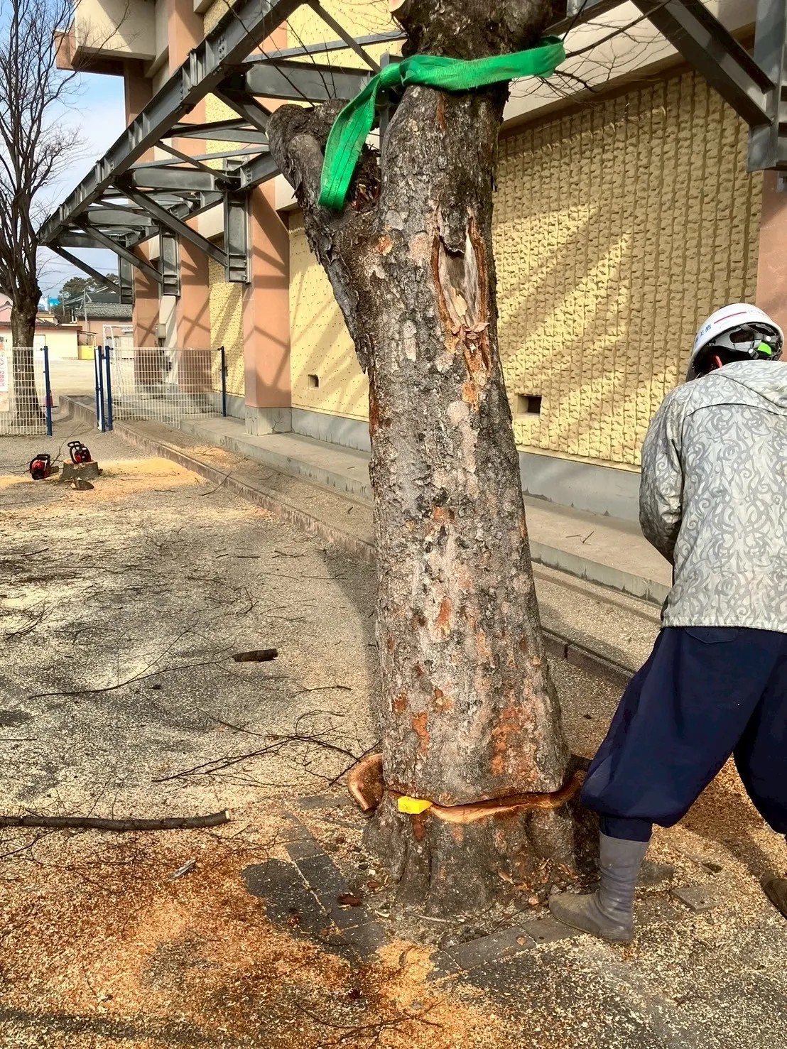【鈴鹿・四日市】伐採作業